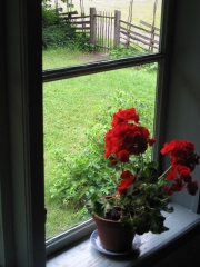 geranium-in-window-1