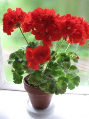 red-geranium