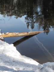 Tree in water